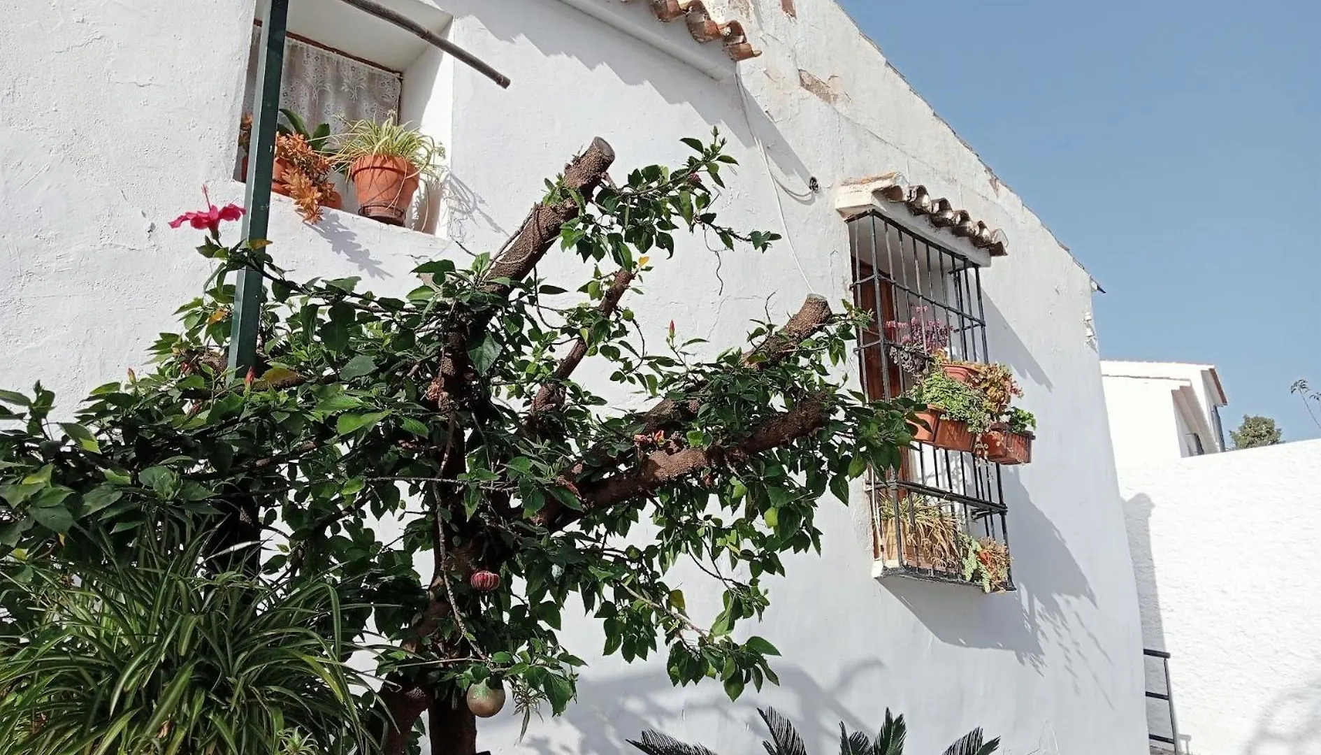 Jardin De Mucho Apartment Macharaviaya Spain