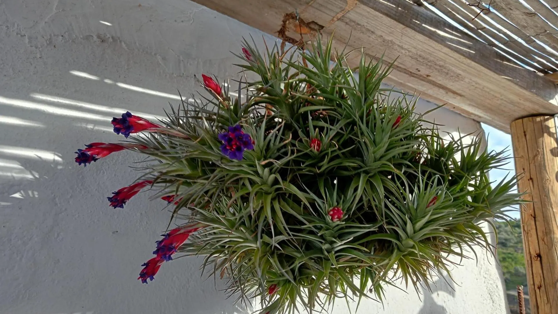 Apartamento Jardin De Mucho Macharaviaya