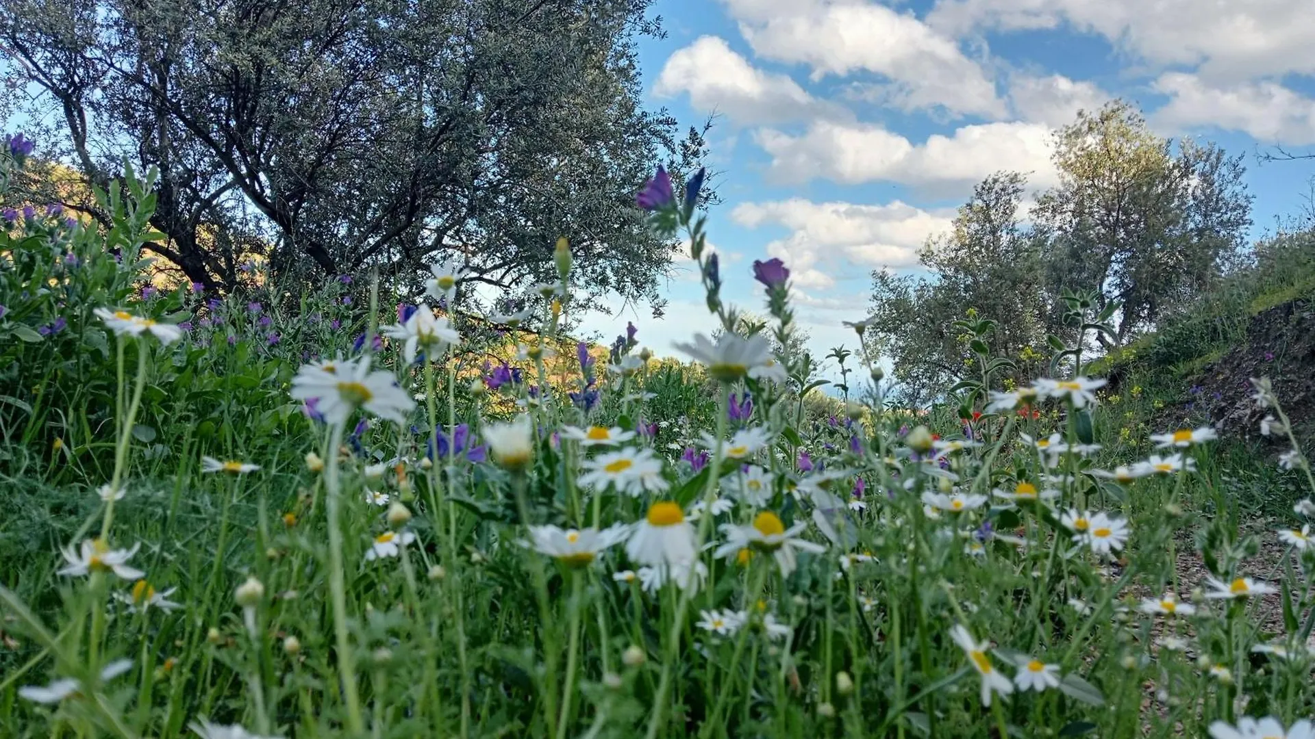 Jardin De Mucho Apartment Macharaviaya
